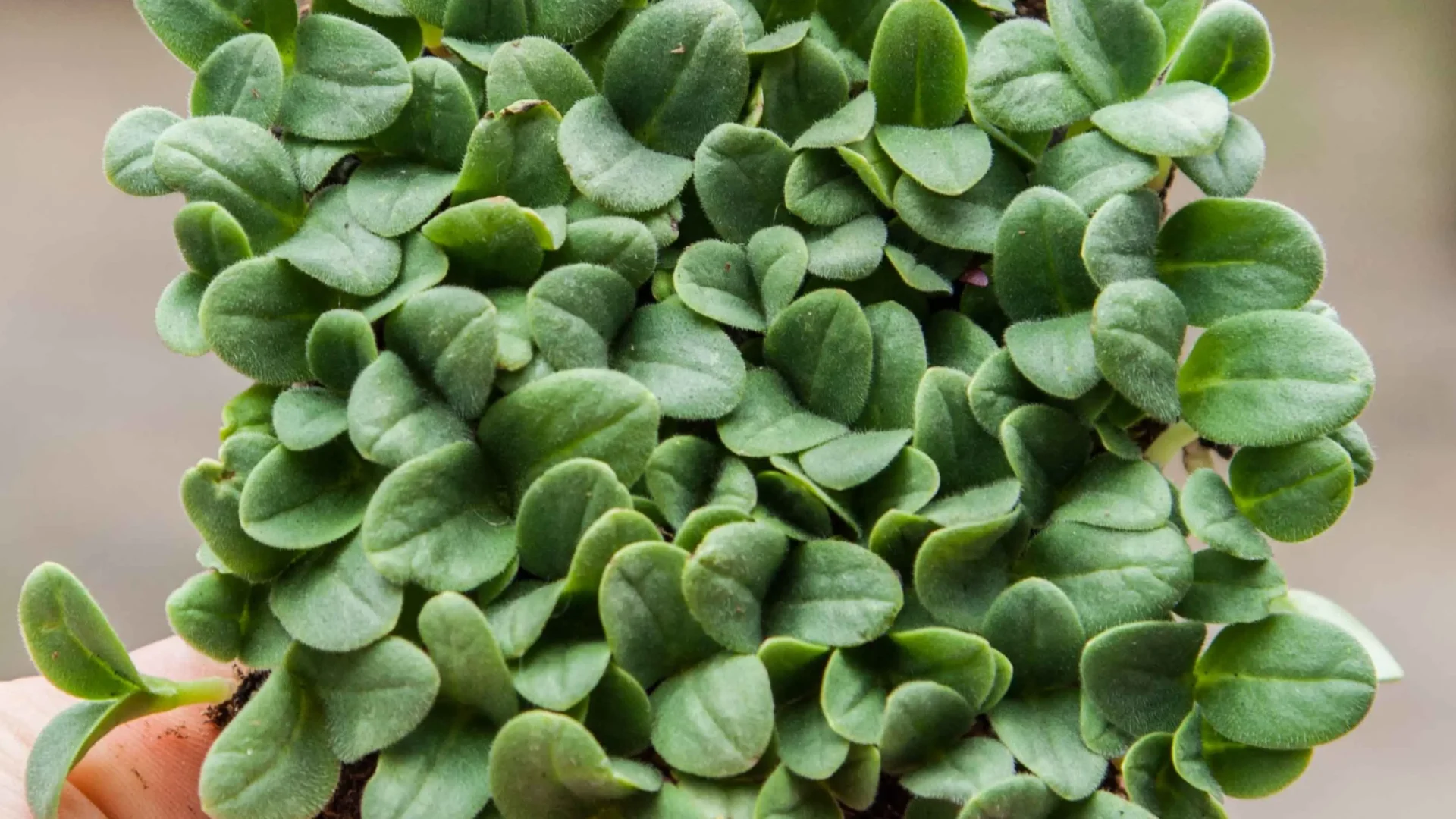 Comprender la germinación y los días de blackout en el cultivo de microgreens