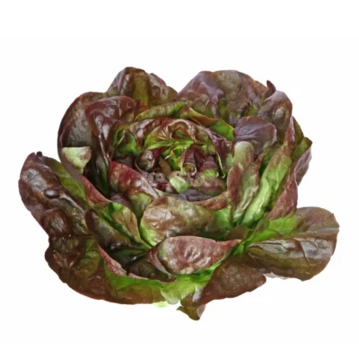 Laitue Brune d'Hiver cultivée à partir de graines hydroponiques de MP Seeds