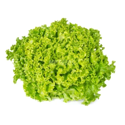 Tête de laitue Lollo Green cultivée à partir de graines hydroponiques de MP Seeds.