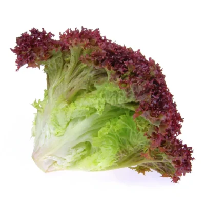 Lollo Red lettuce head grown from MP Seeds hydroponic seeds.