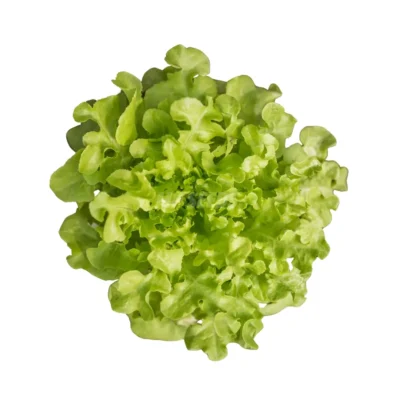 Salade verte Bowl cultivée à partir de graines hydroponiques de MP Seeds.
