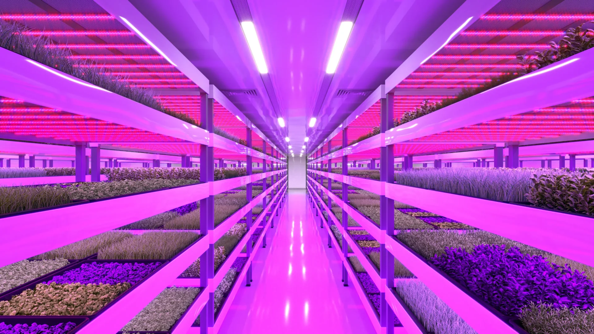 Revisión del Mercado de Microgreens 2025: Qué Cultivar en 2026 según los Datos de Ventas de MP SEEDS