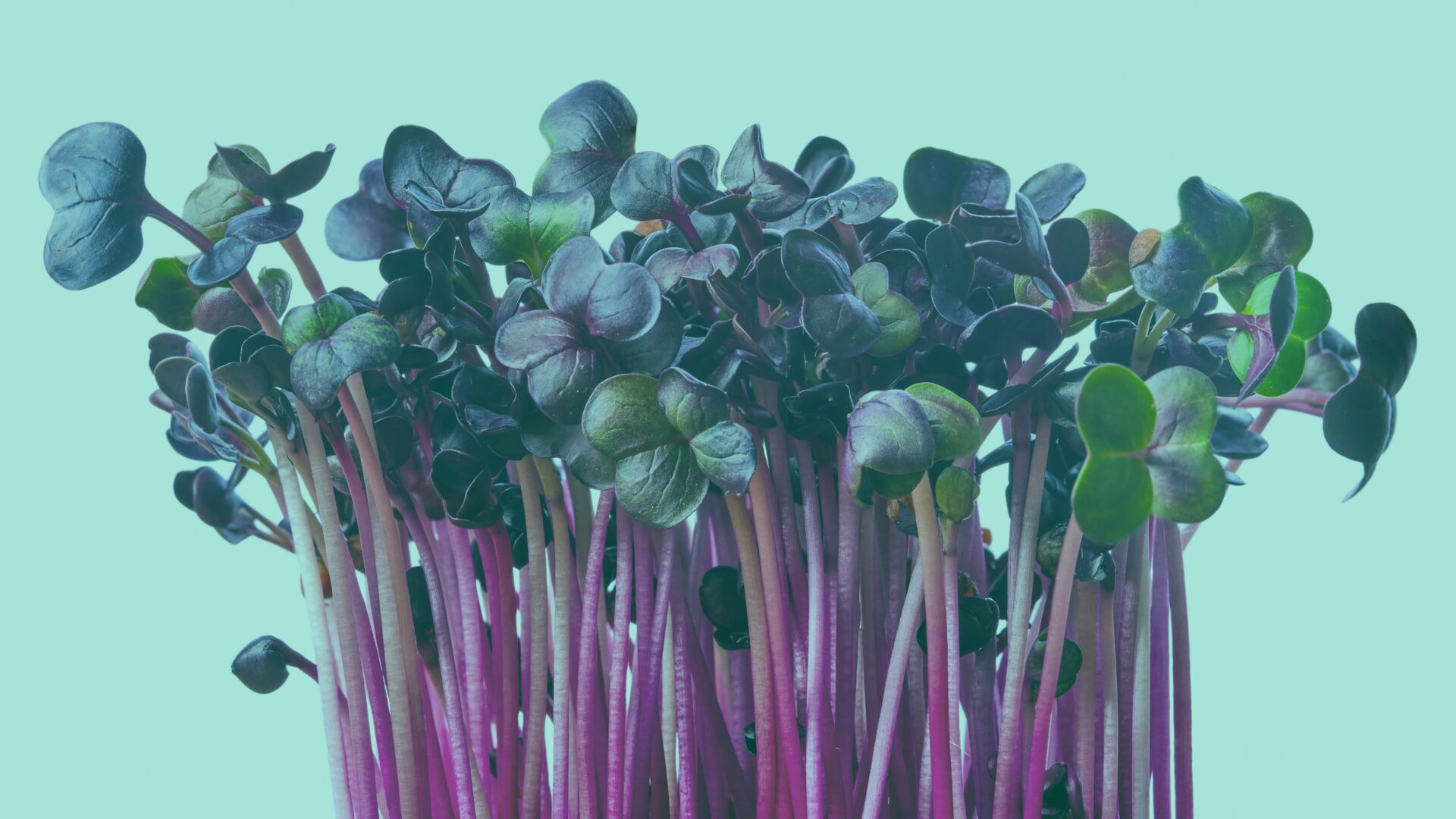 ¿Por qué los microgreens tienen diferentes colores?