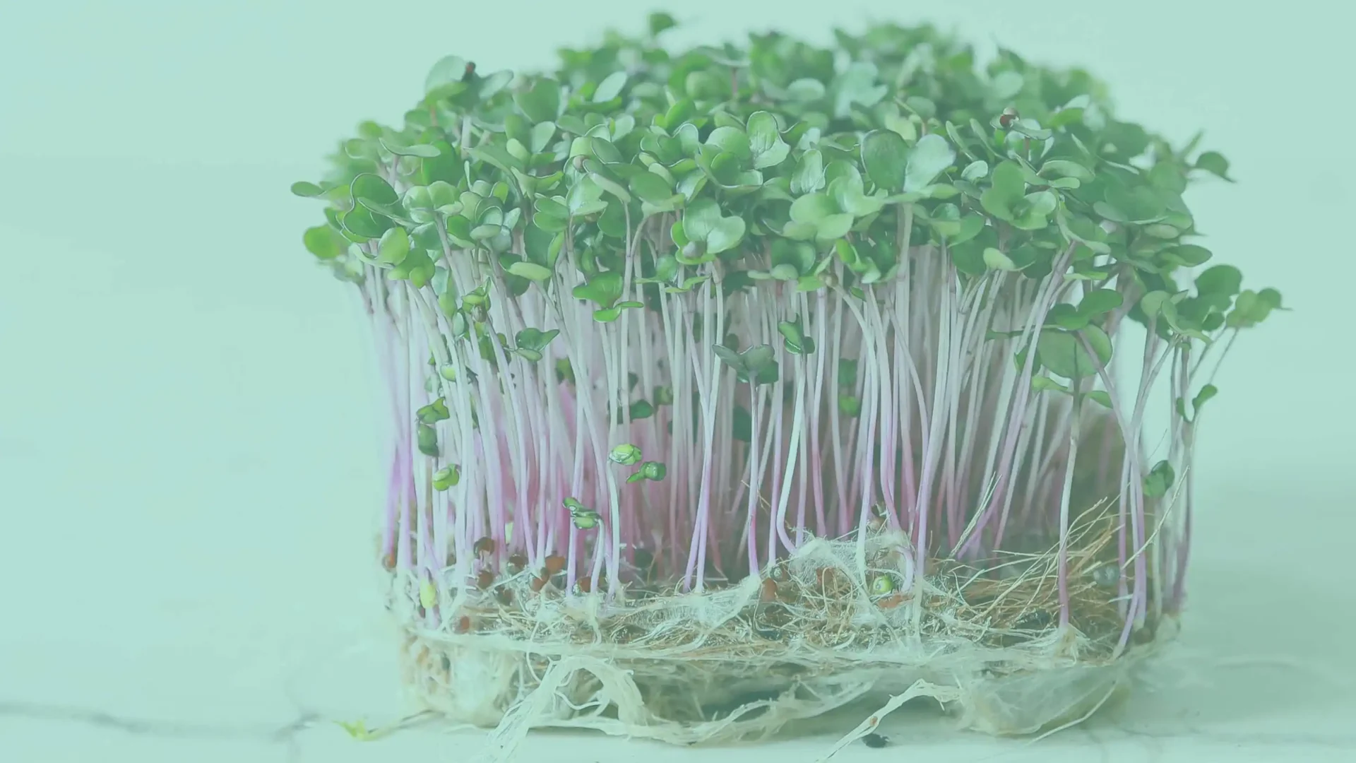 Los Mejores Microgreens para Principiantes