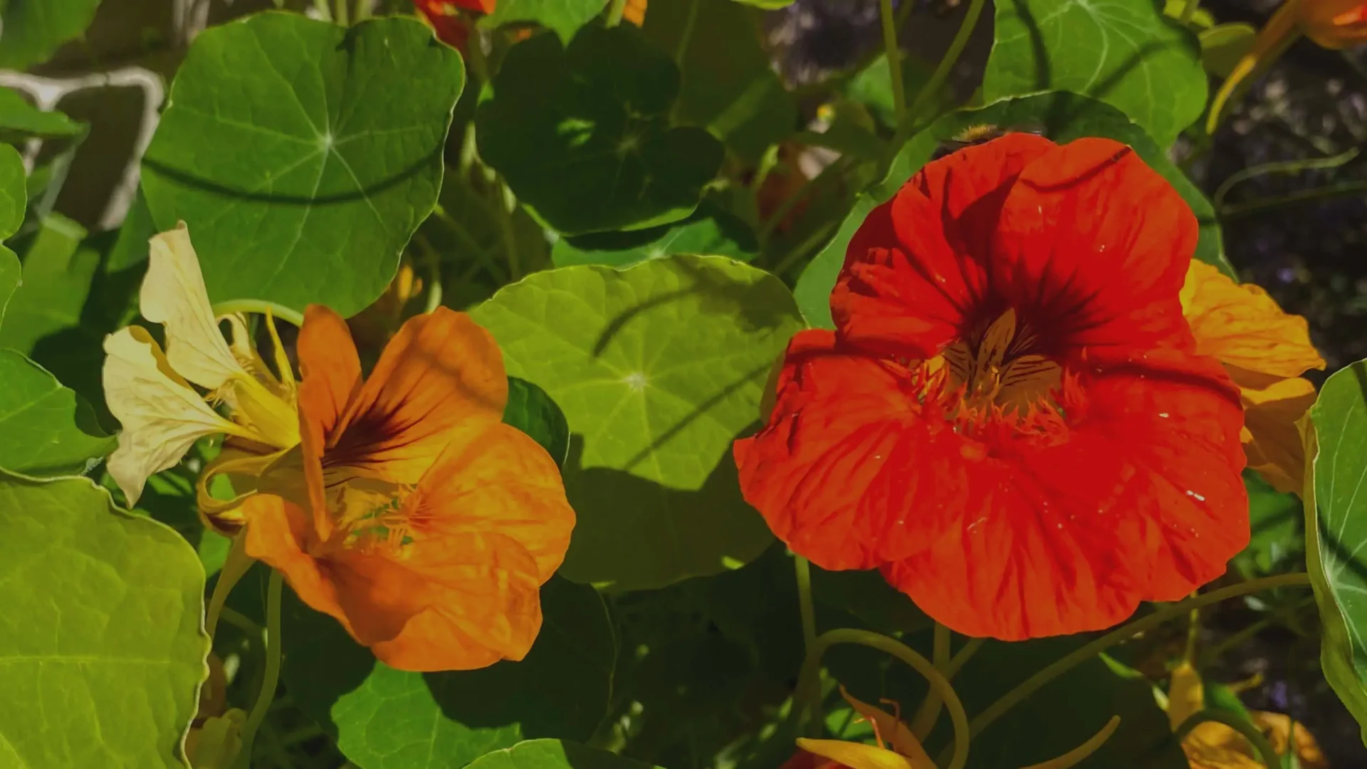 Cómo cultivar microgreens de capuchina – todo lo que necesitas saber