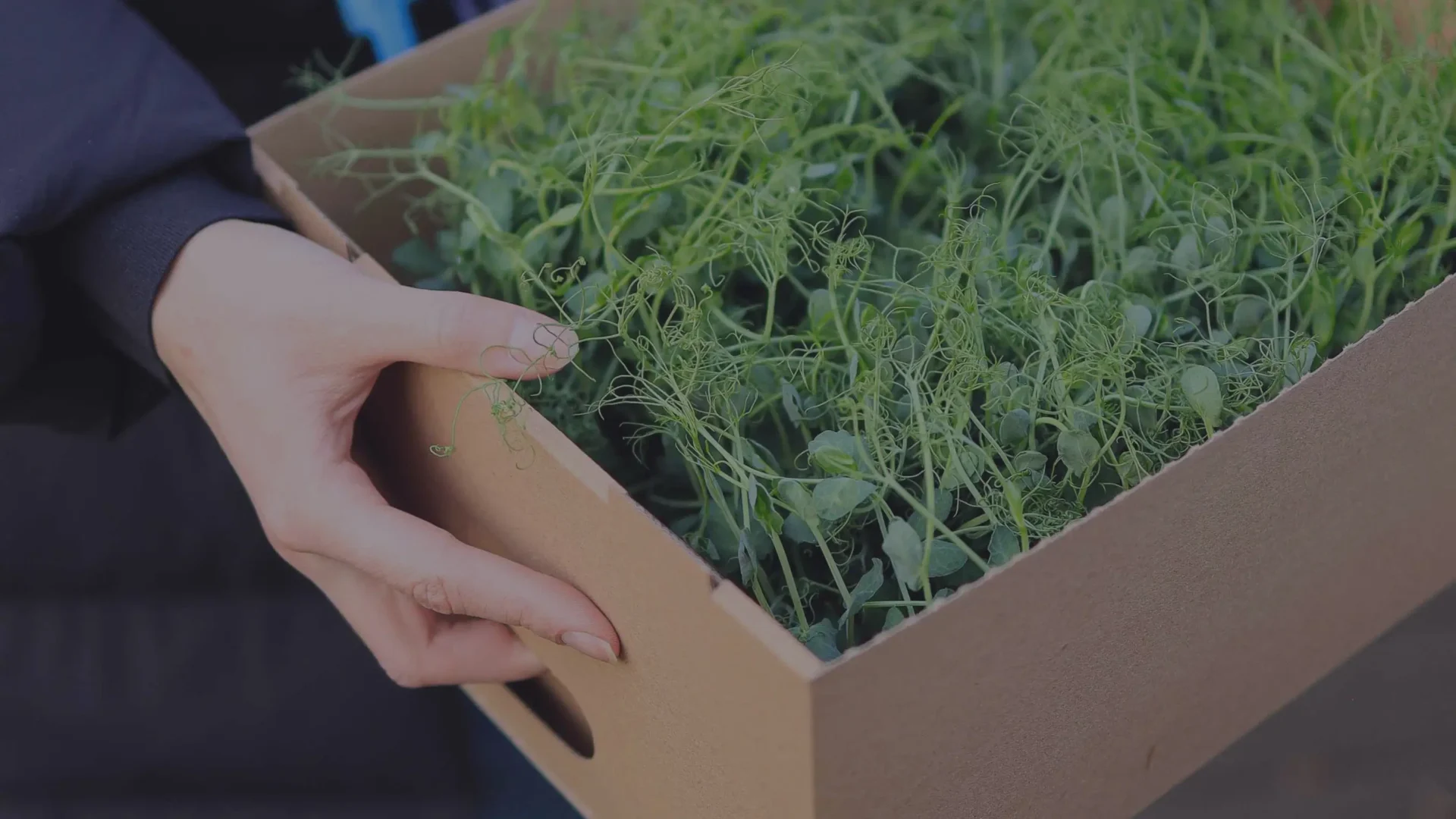 Preparación de microgreens para la venta profesional: consejos y trucos para pequeños negocios