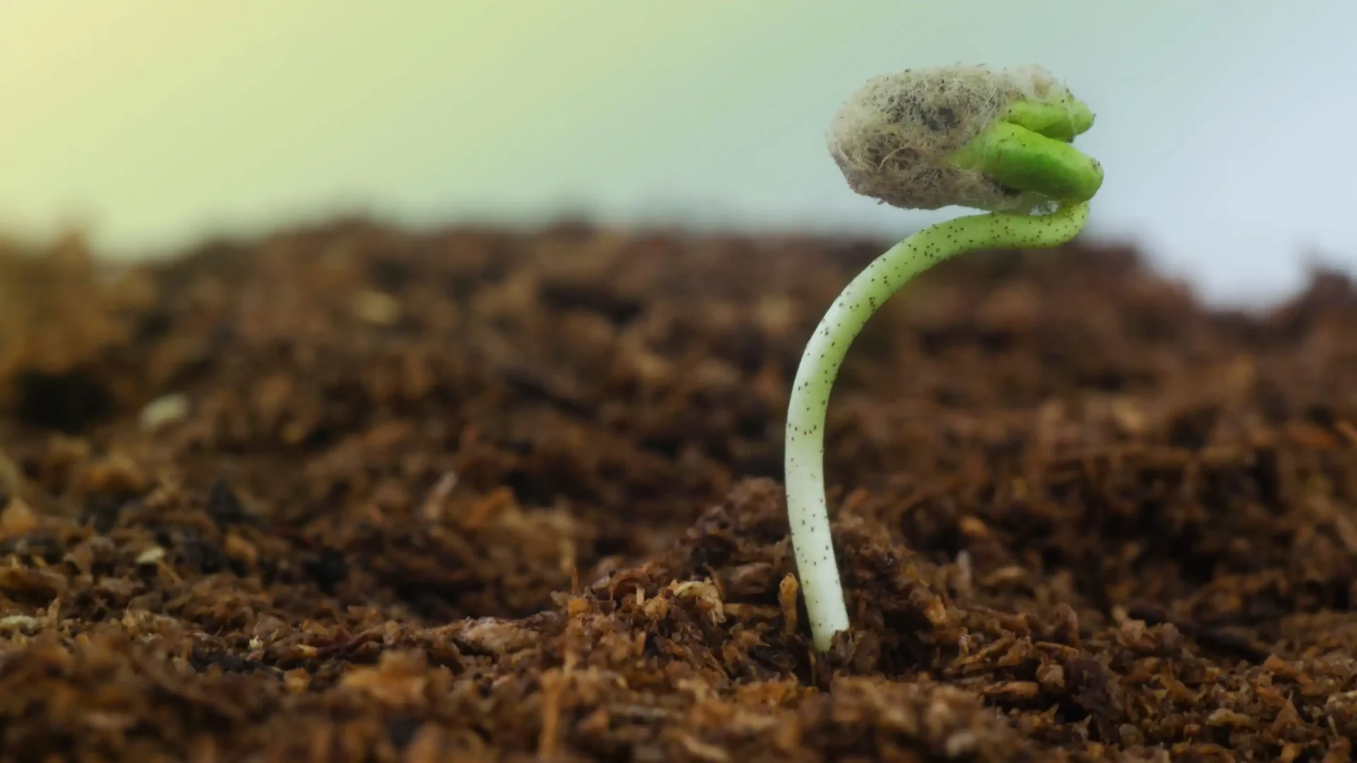 Garantía de germinación: Procedimiento de reclamaciones de MP SEEDS