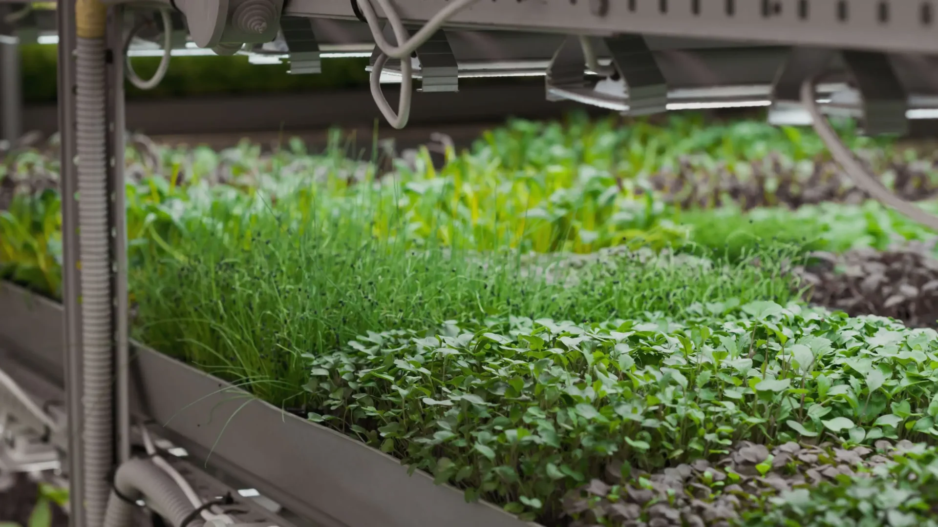 Materiales para cultivar microgreens: guía de principiante a comercial