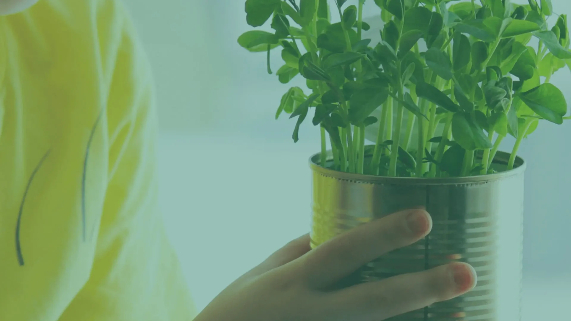 Cómo los microgreens están revolucionando la agricultura sostenible, la cocina y la salud