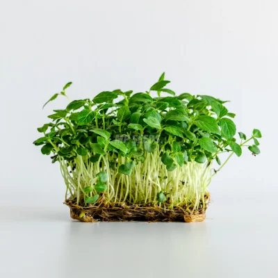 Microgreens de Perilla Shiso verde cultivados a partir de semillas de MP SEEDS