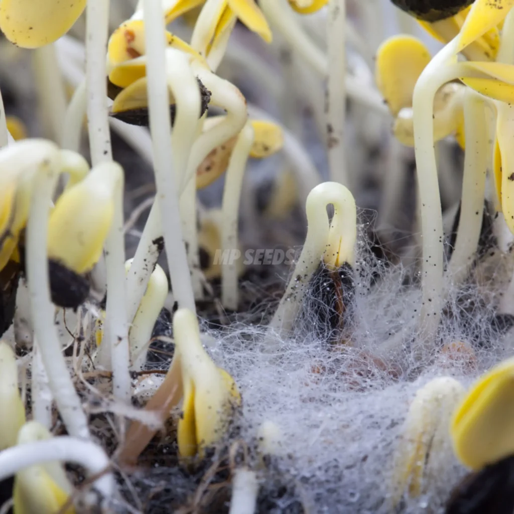 Mojo en los brotes de girasol