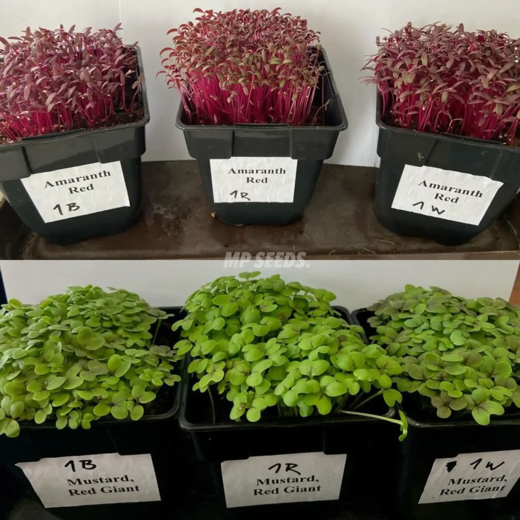 Foto comparativa del cultivo de la misma variedad bajo diferentes tipos de luz (Amaranto y Mostaza Red Giant)