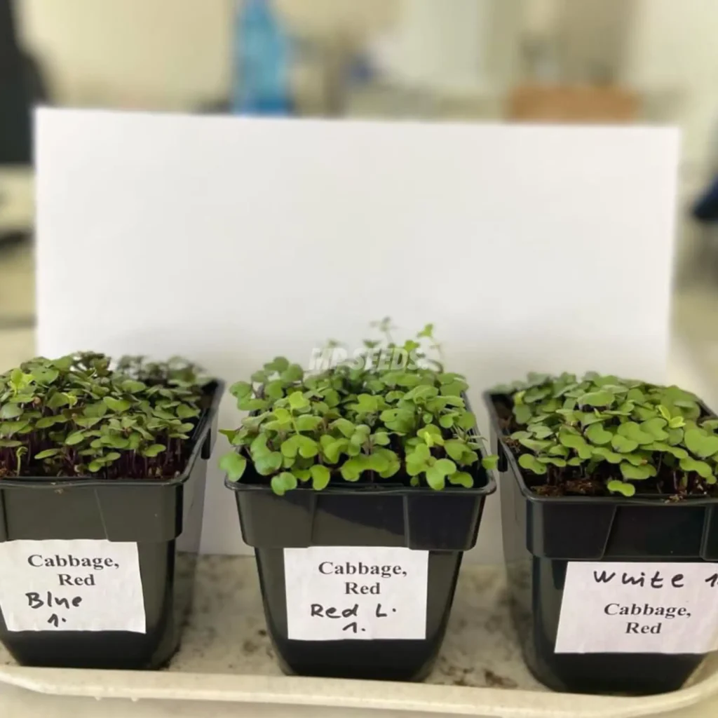 Foto comparativa del cultivo de la misma variedad bajo diferentes tipos de luz (Repollo rojo)