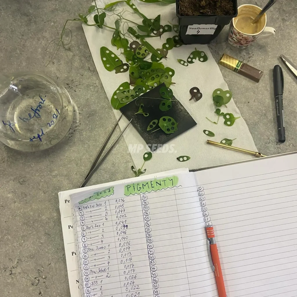 Nivel de clorofila en microgreens según el color de la luz LED