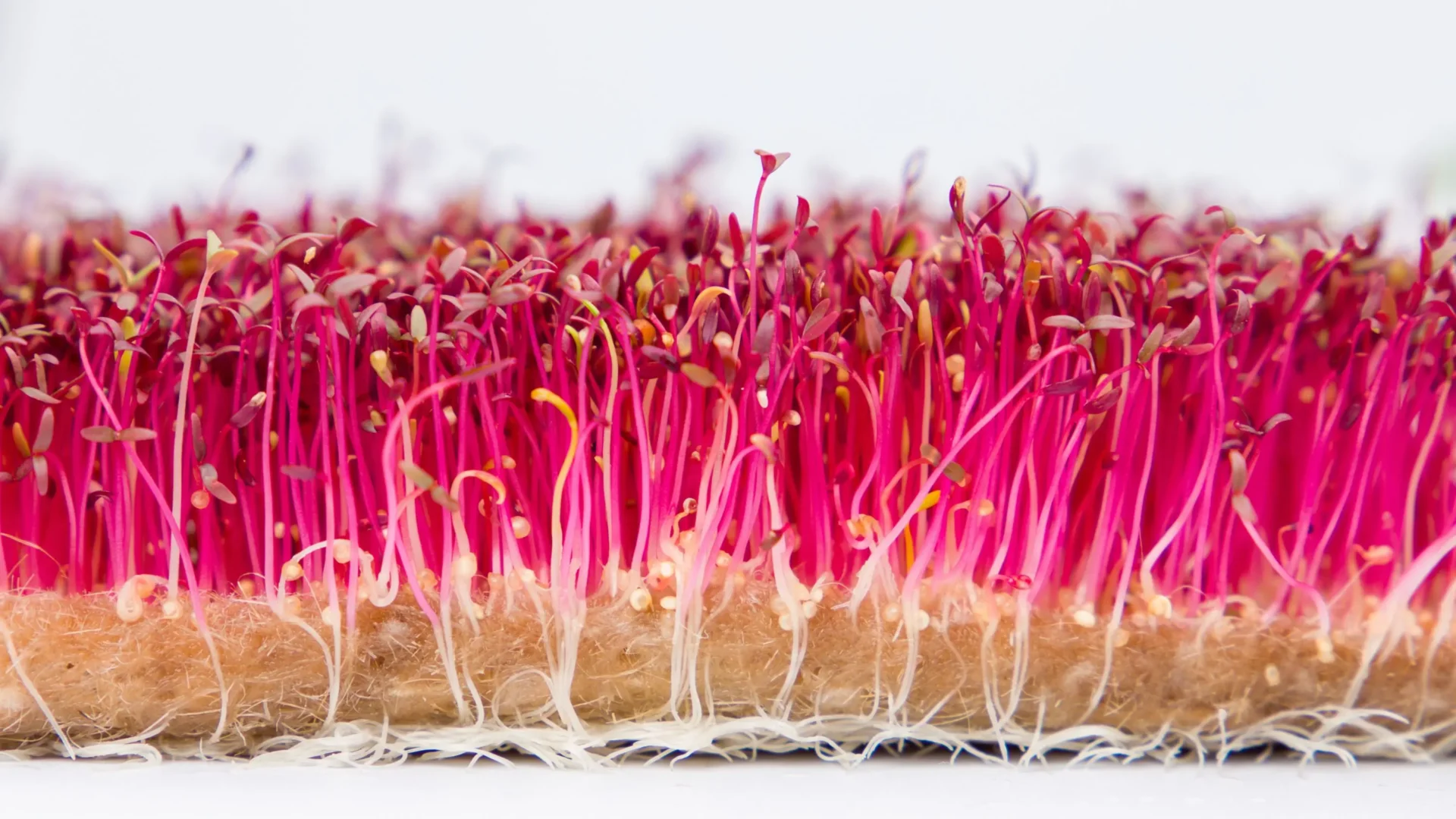 Receta de ensalada con microgreens de amaranto rojo