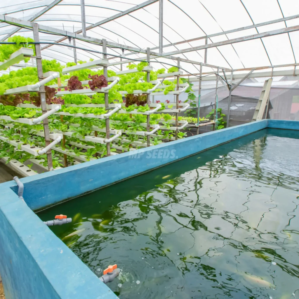 Sistema acuapónico con plantas creciendo junto a un tanque de peces utilizando un ciclo natural de nutrientes.