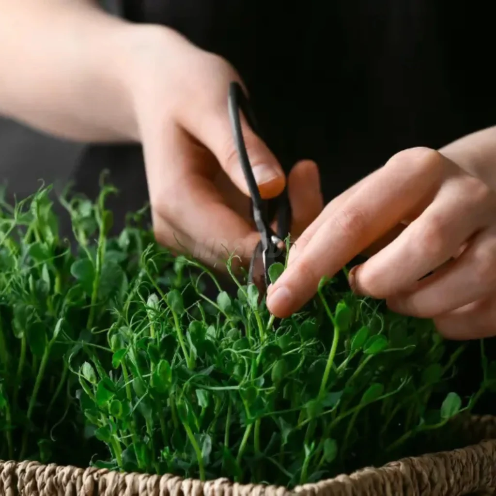 corte di microgreens