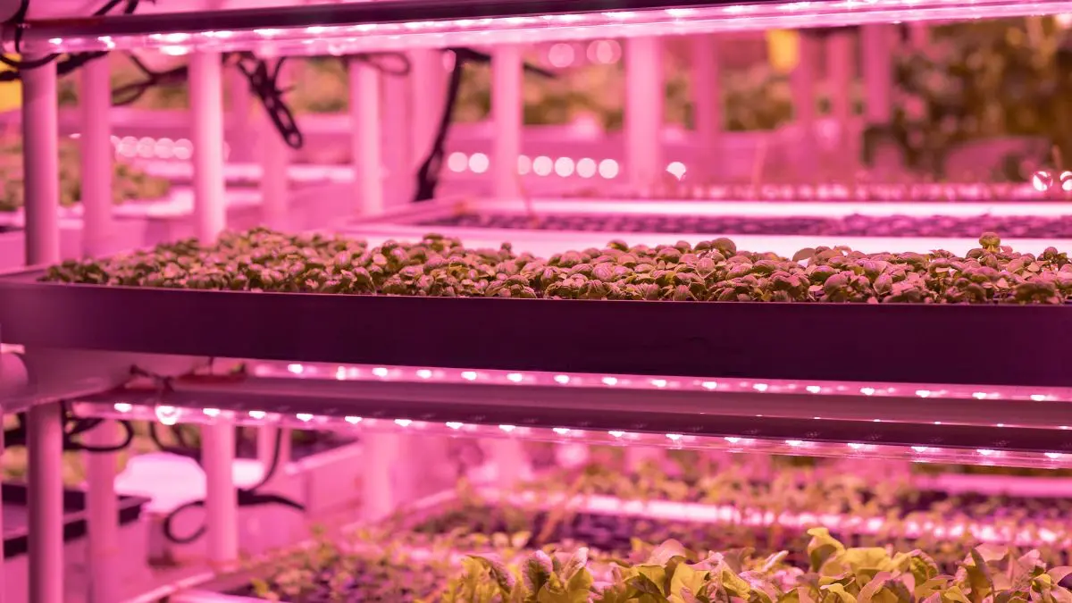 Lámpara LED DIY para cultivar microgreens