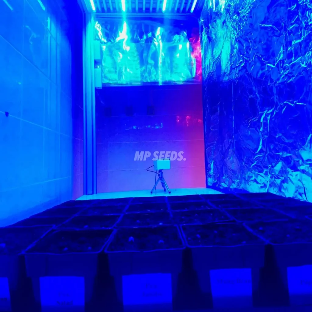 Documentación del experimento - Macetas con semillas sembradas bajo luz LED.