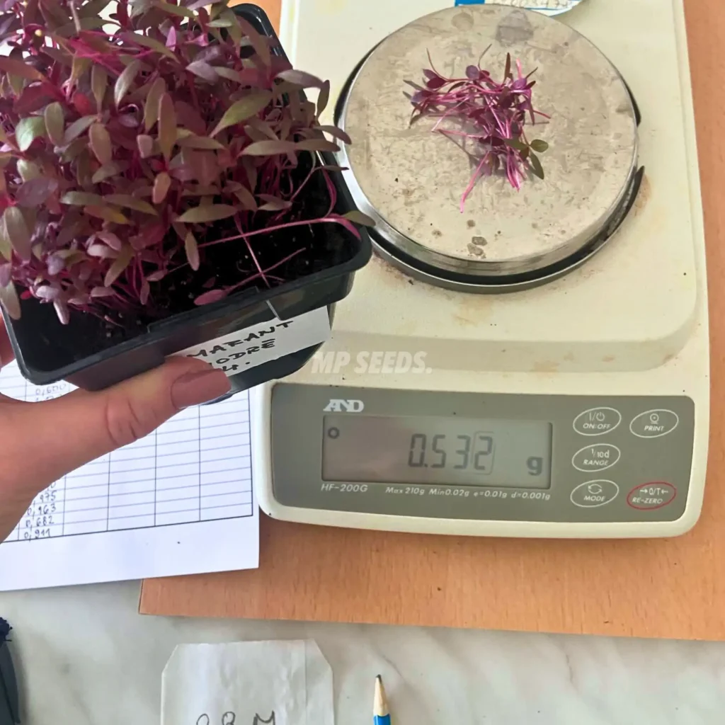 La imagen muestra cómo se pesaban los microgreens.