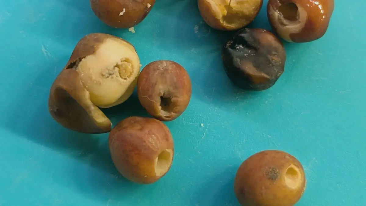¿Insectos en tus semillas de guisante? Lo que debes saber sobre los gorgojos en microgreens