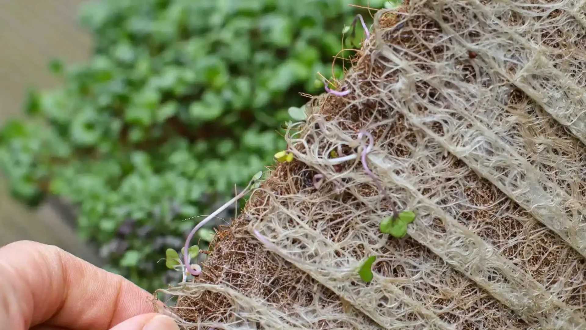 Ventajas y desventajas de la fibra de coco y las almohadillas de coco para microgreens