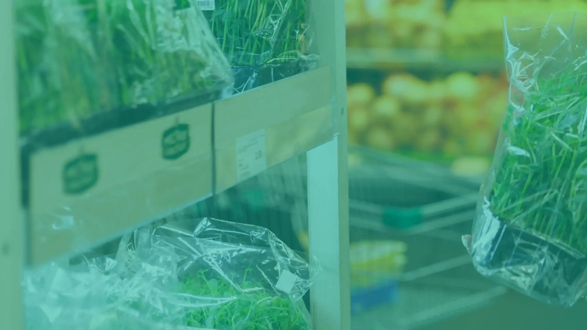 Microgreens: ¿conviene cultivarlos en casa o comprarlos? [GUÍA]