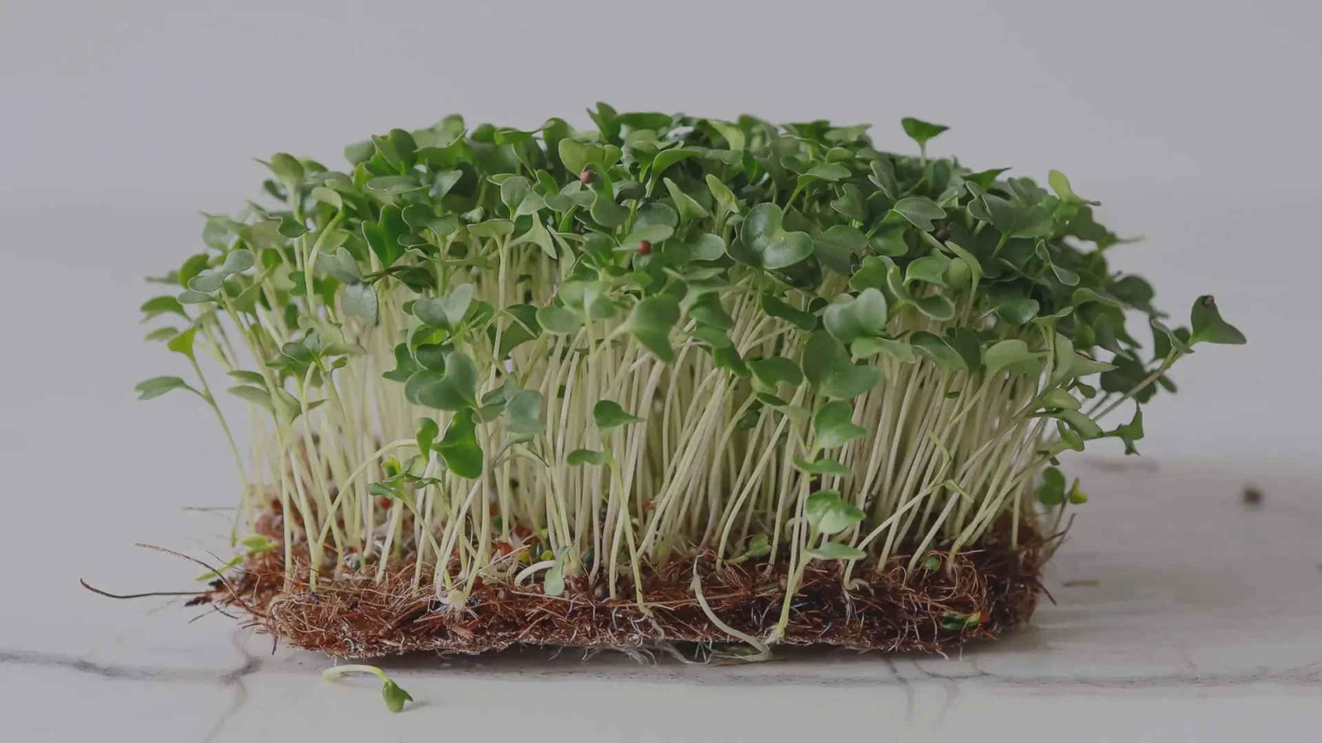 Microgreens de brócoli: su potencial para la salud y la gastronomía