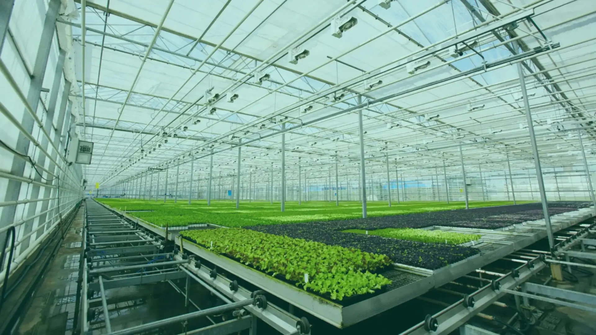 ¿Qué son la hidroponía y la acuaponía? ¿Se pueden cultivar microgreens de forma hidropónica?