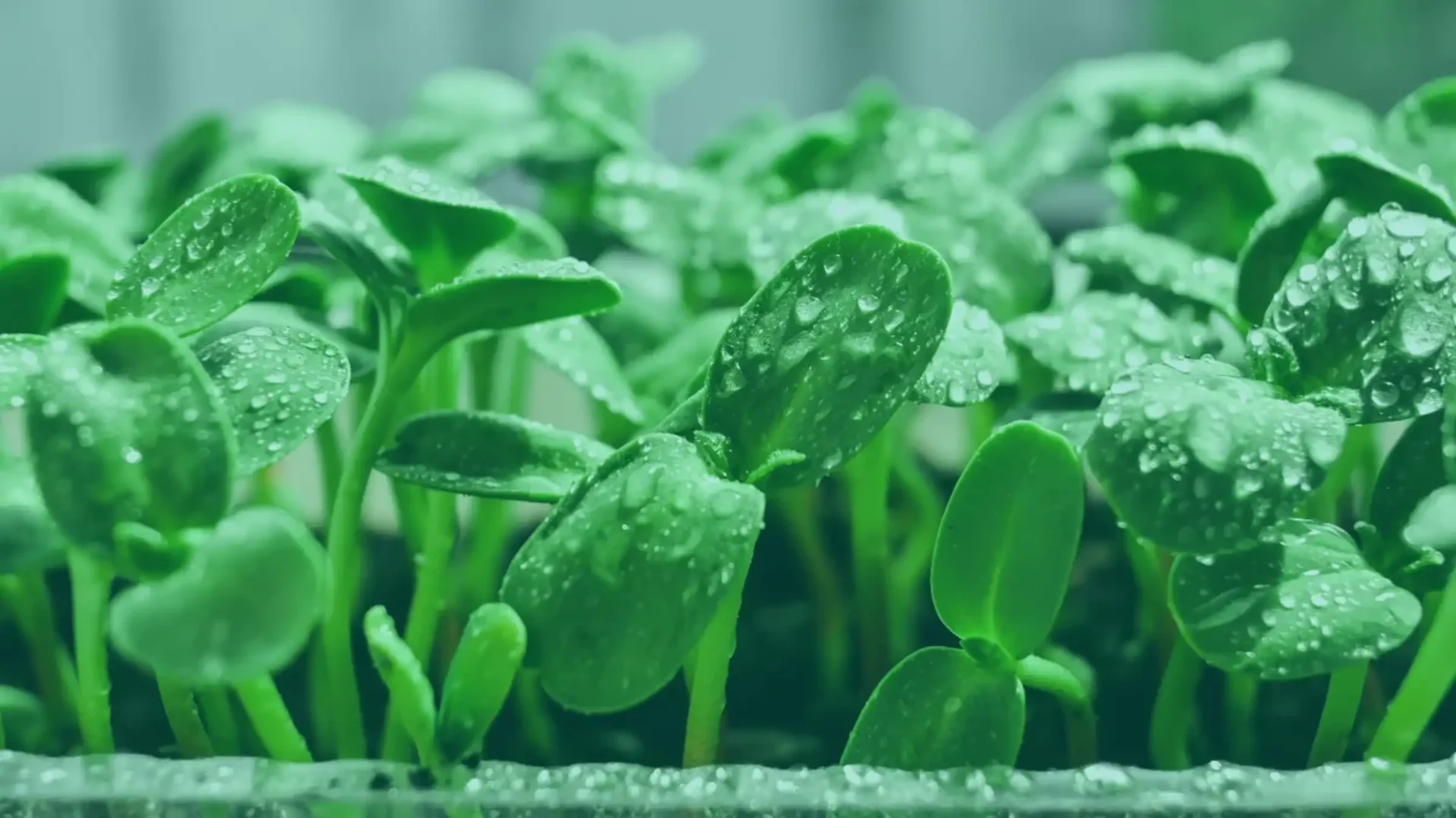 Qué son los microgreens: características y diferencias