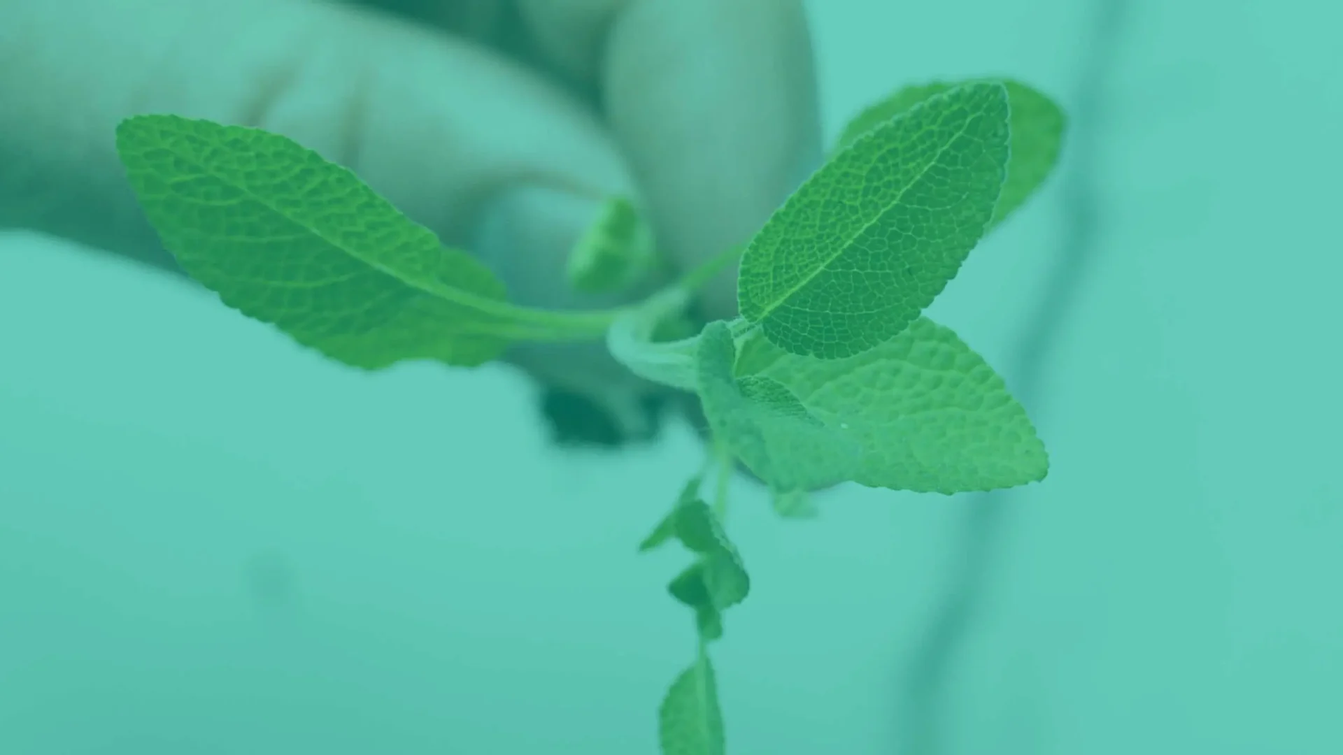 Comparación de brotes, microgreens y baby greens desde el punto de vista del agricultor