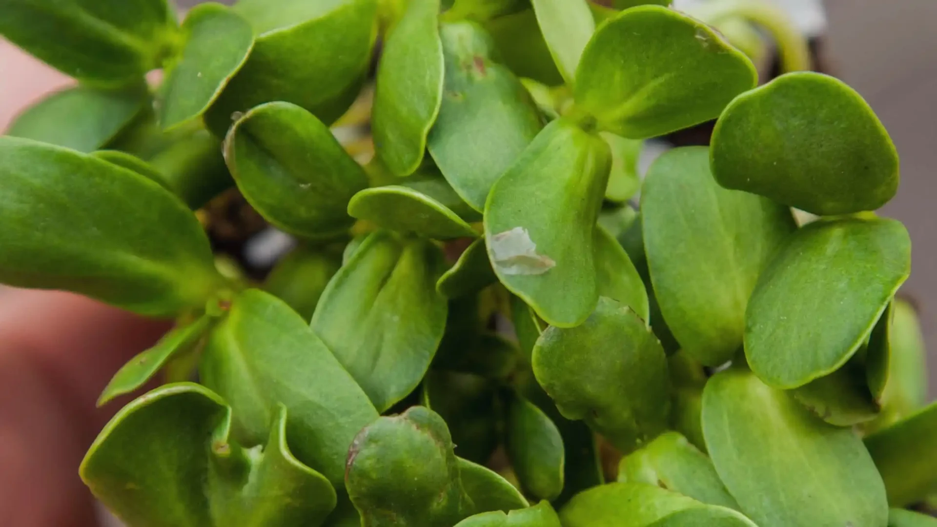 Cómo cultivar microgreens de girasol