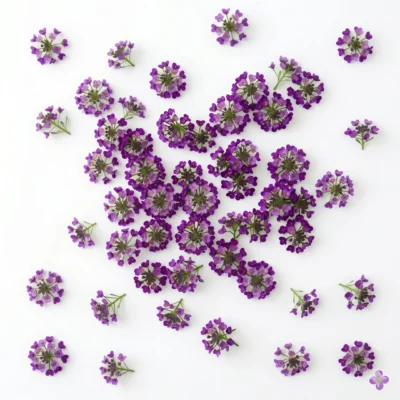 Image générée par l'IA représentant des fleurs comestibles d'Alyssum Violet aux pétales aux couleurs vives et stylisées, illustrant leur potentiel décoratif et leur attrait visuel dans une présentation culinaire moderne.