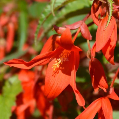 Fleur comestible de bégonia orange.