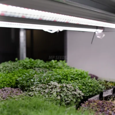 Lámpara de cultivo de espectro completo para microgreens