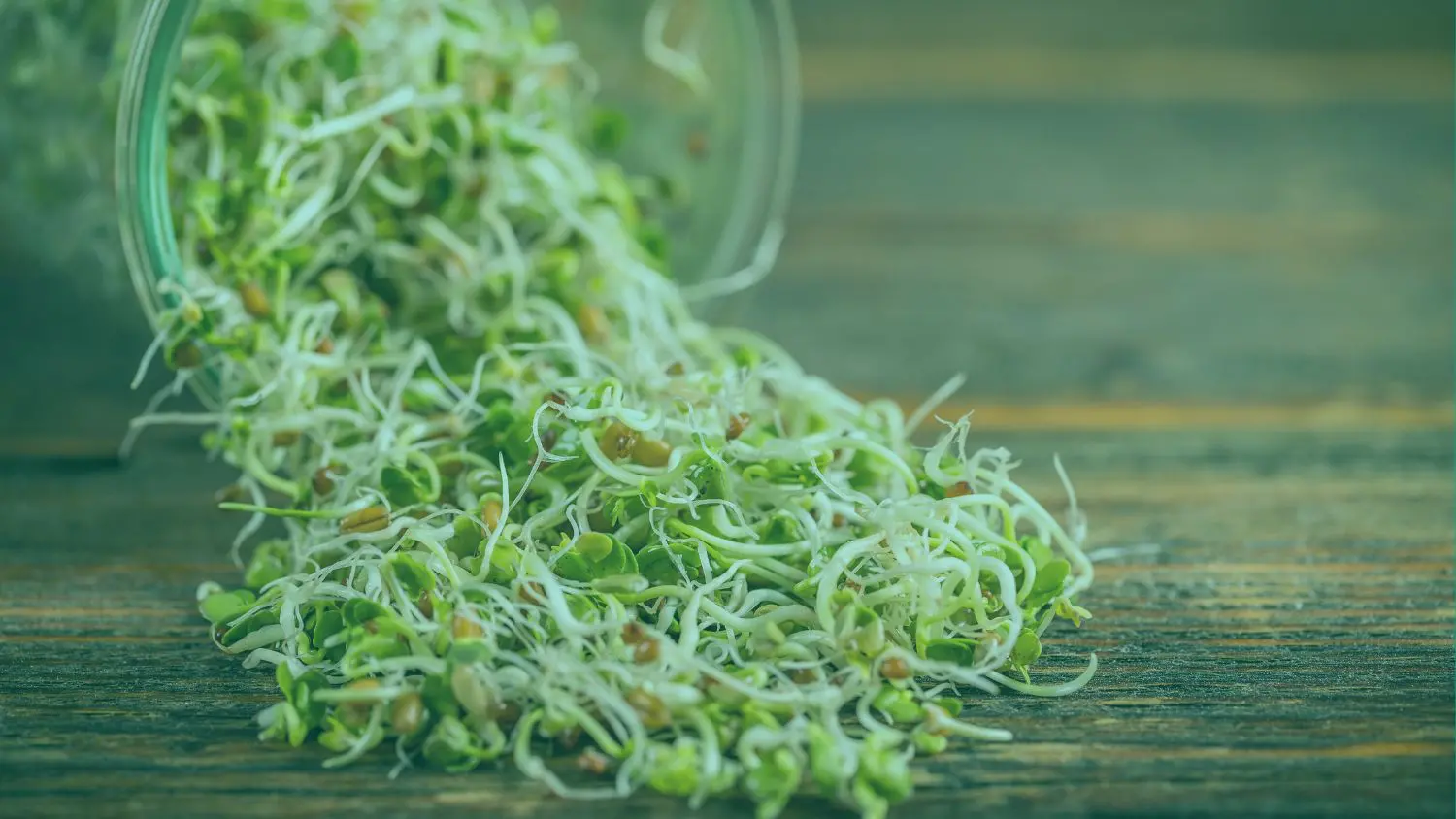 ¿Por qué no crecen tus brotes? Problemas comunes de germinación explicados