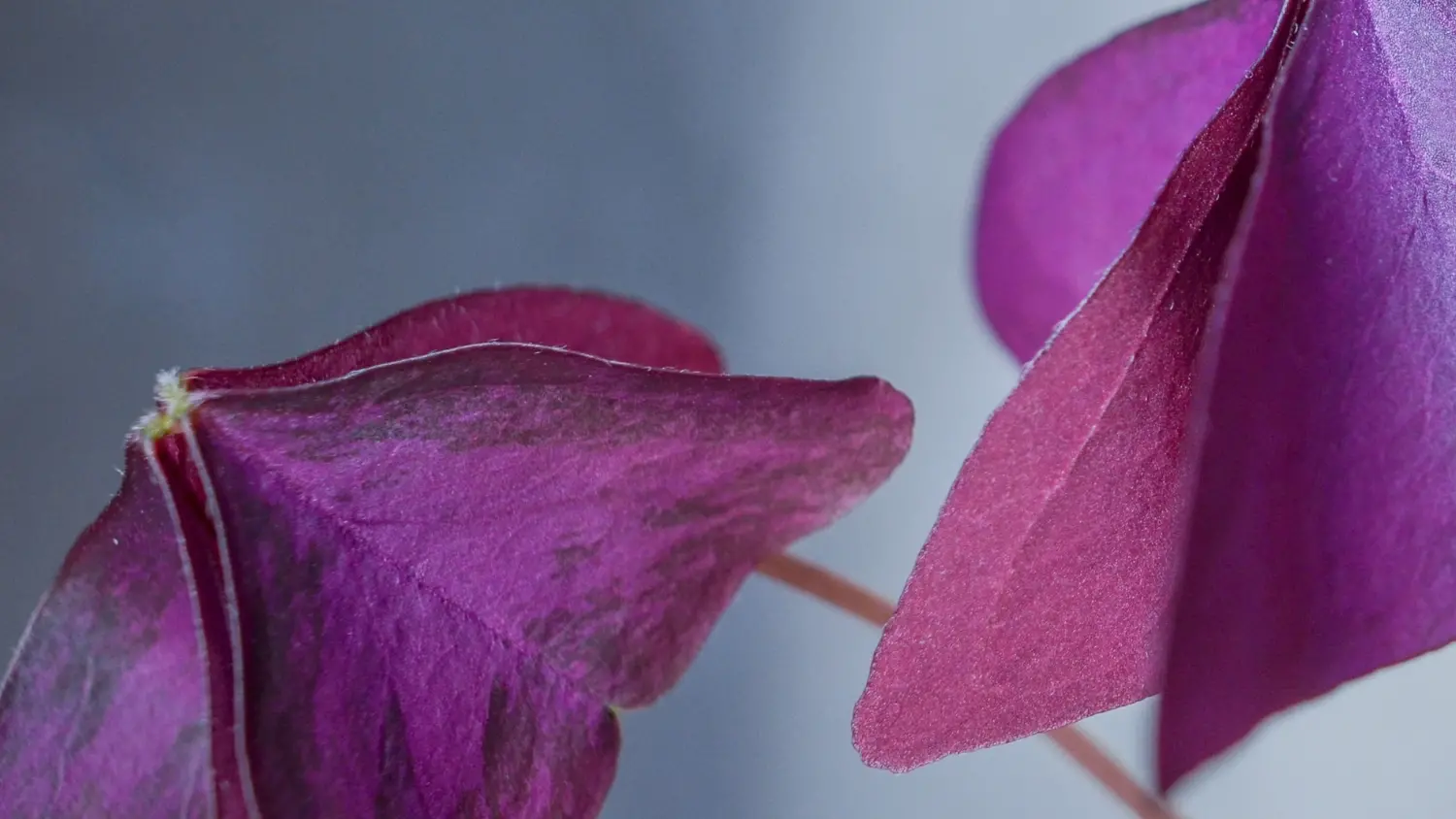 ¿Qué son los bulbos de las plantas y cómo cultivar hojas comestibles a partir de ellos?