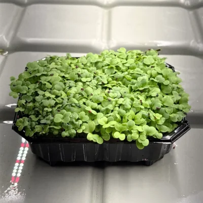 Col Michihili, Semillas para Microgreens