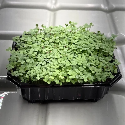 mostaza-picante-semillas-para-microgreens