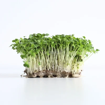 Tatsoi, Semillas para Microgreens