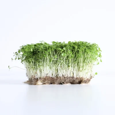 Berro de Agua, Semillas para Microgreens