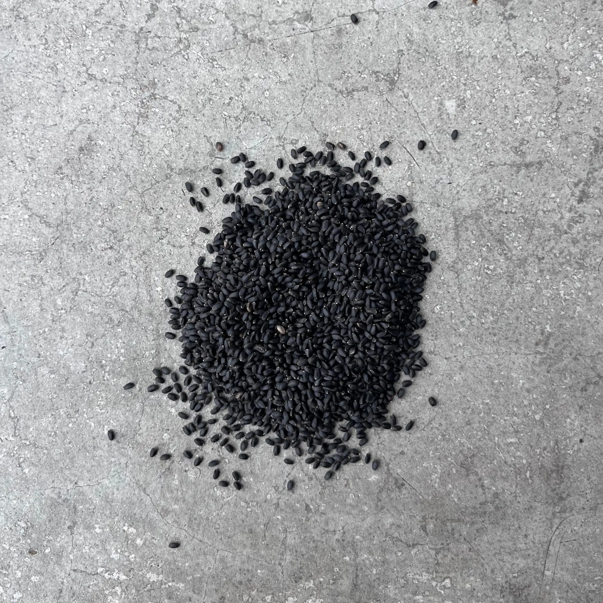 Basil Lemon Seeds