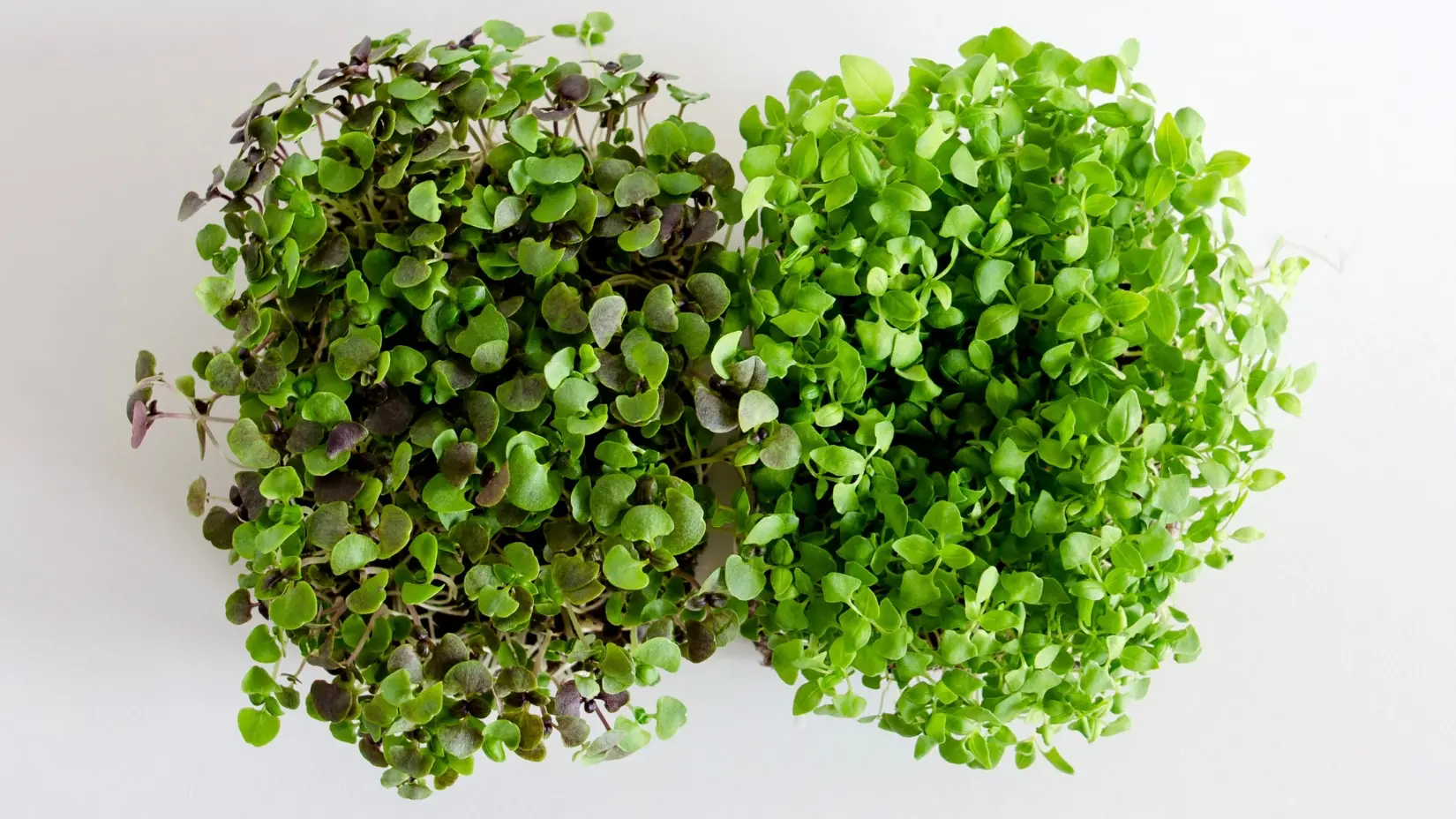 Microgreens de albahaca: variedades, cómo cultivarlos y sus usos