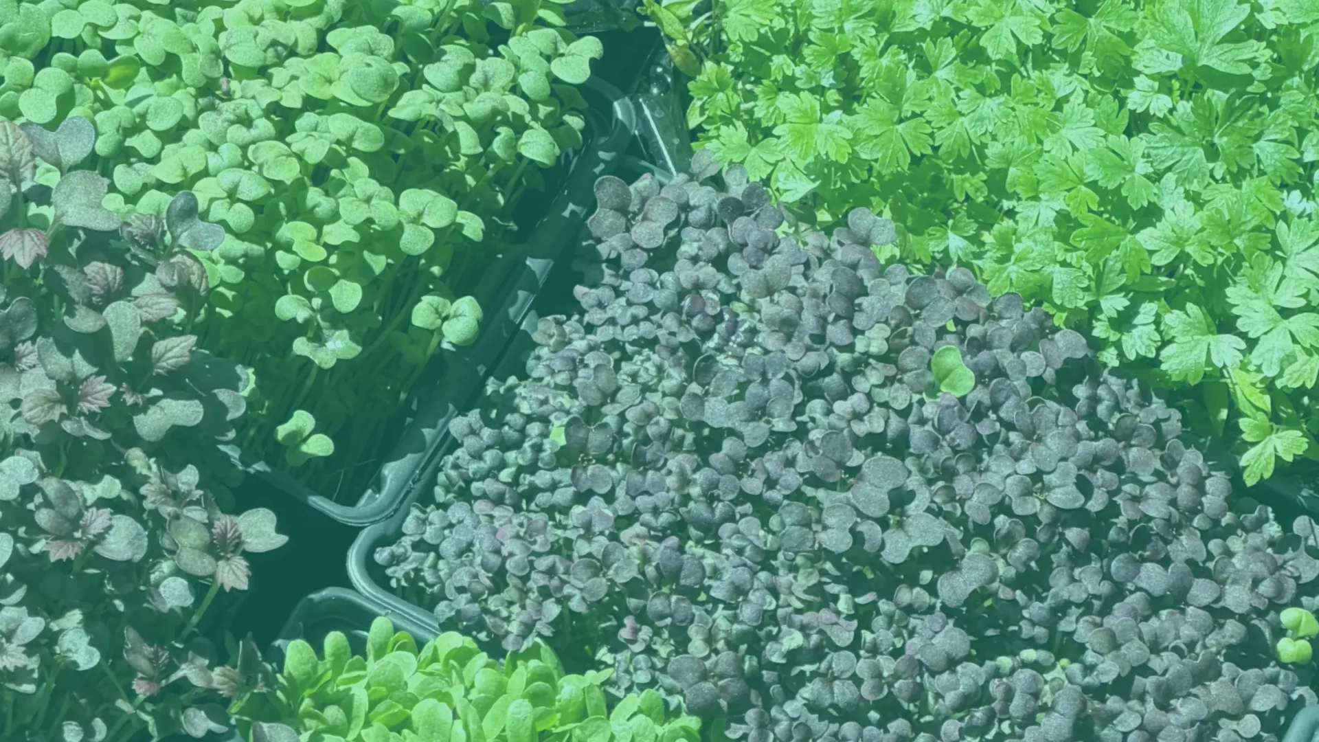 15 hojas que te puedes comer: verduras, hierbas y flores